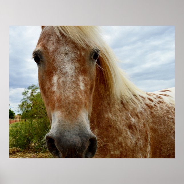 Socker från Appaloosa Horse, Poster (Framsidan)