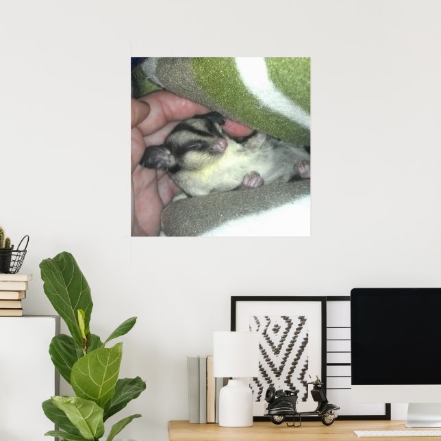 Socker Glider Sover i Filten Poster (Hemmakontoret)