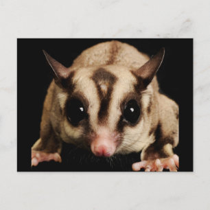 Socker Glider Vykort