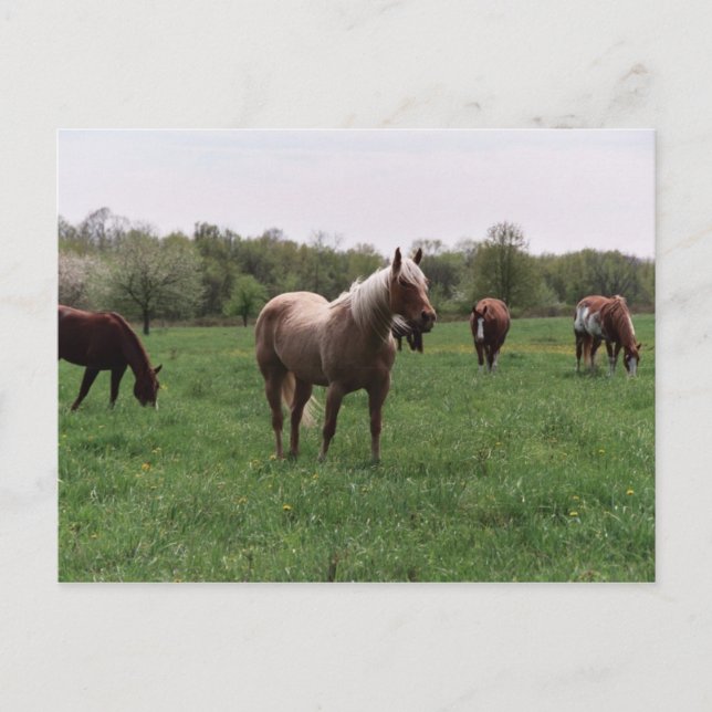 Socker, Himmel, Dam och Harley-vykort Vykort (Framsida)