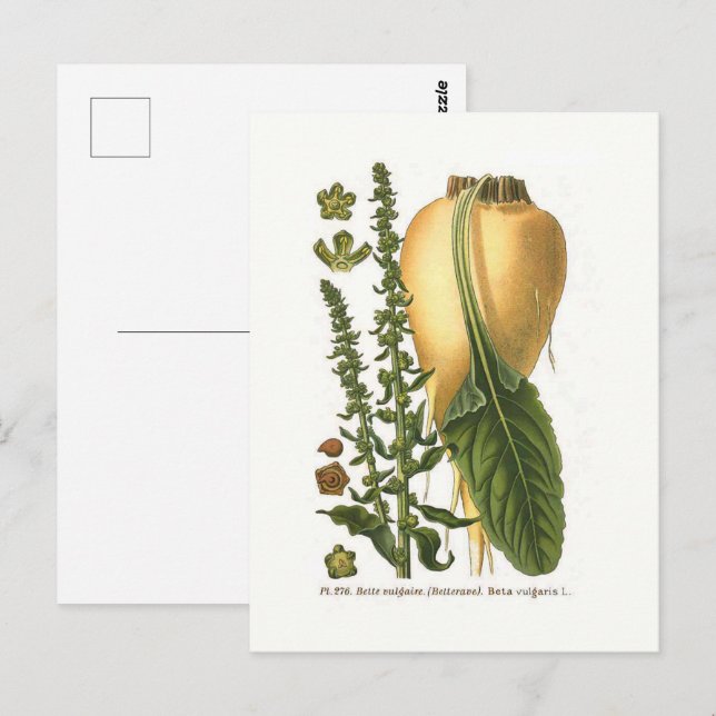 Sockerbetor Vintage Botanisk Illustration  Vykort (Fram/baksida)