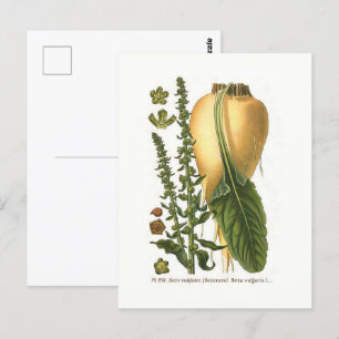 Sockerbetsplockning Botanisk illustration Vykort