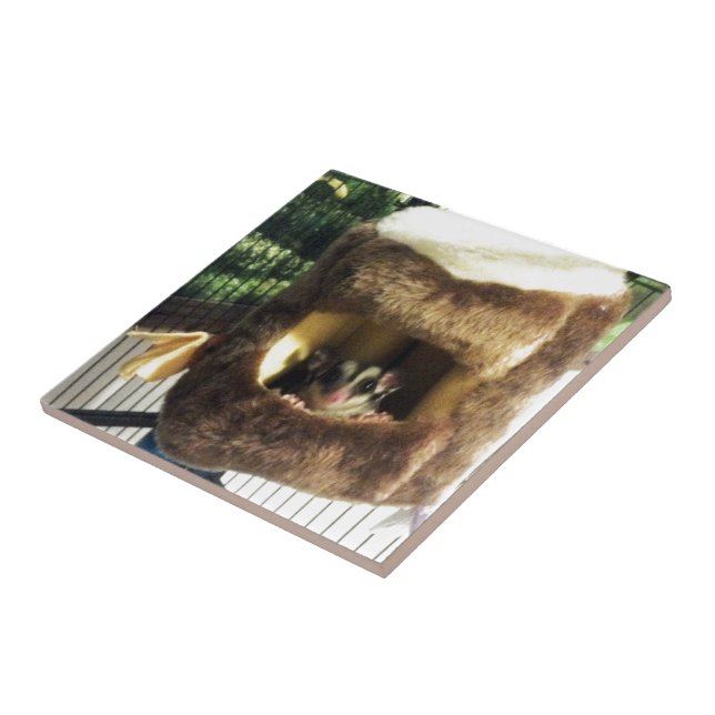 Sockerglider i Hårig Träd Lastbil Hanging Bed Kakelplatta (Sidan)