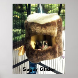 Sockerglider i Hårig Träd Lastbil Hanging Bed Poster