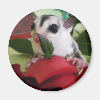 Sockerglider med ro magnet