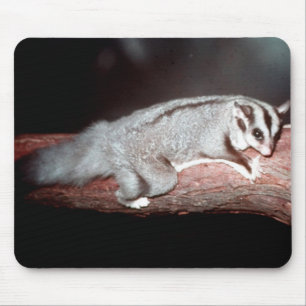Sockerglider - Petaurus breviceps Musmatta