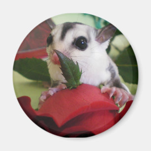 sockerglidflygplanet med steg magnet