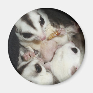 sockerglidflygplanfamilj med känguruunge magnet