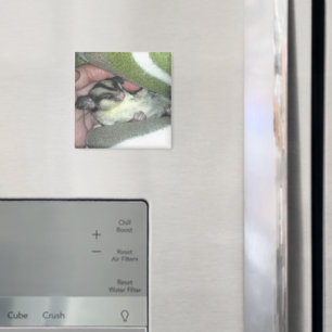 Sockergregaj Spipande i Blanket Magnet