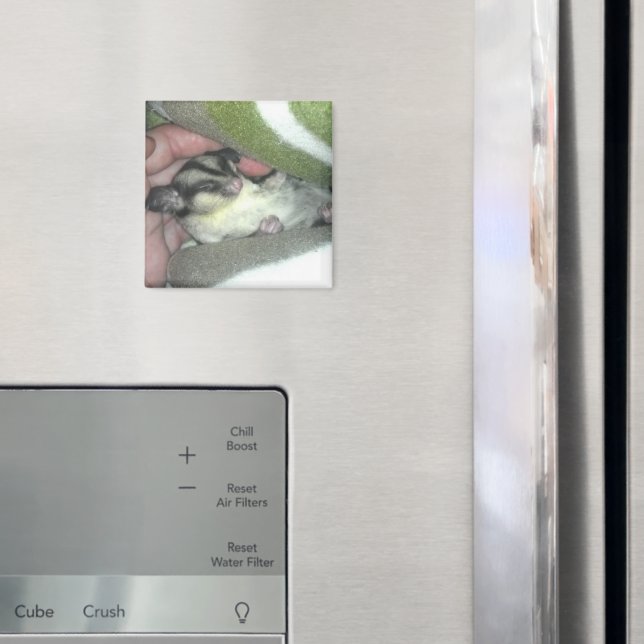 Sockergregaj Spipande i Blanket Magnet (In Situ (Fridge))