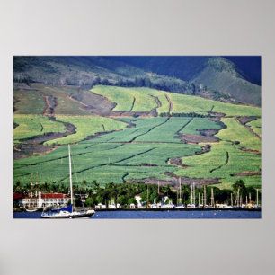 Sockerkäppfält - Lahaina, Maui Poster