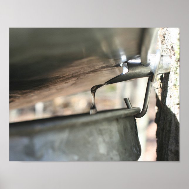 Sockerkulör av äppelsocker från Träd Poster (Framsidan)