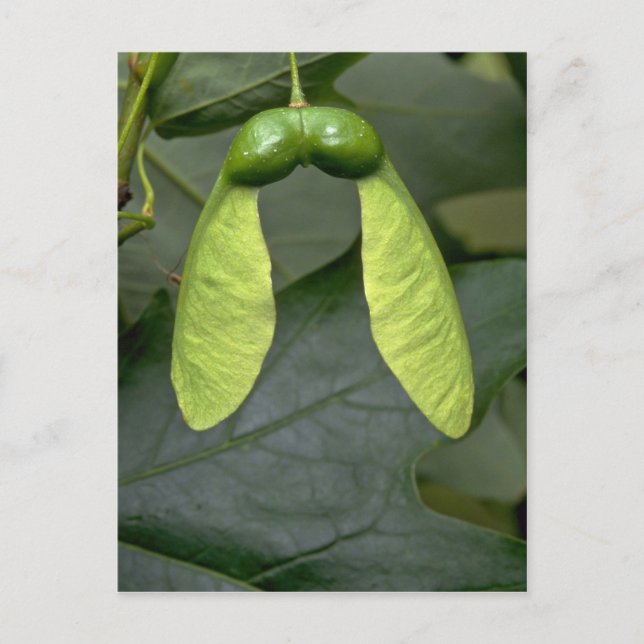 Sockerkulör träd (acer saccharum) vykort (Framsida)