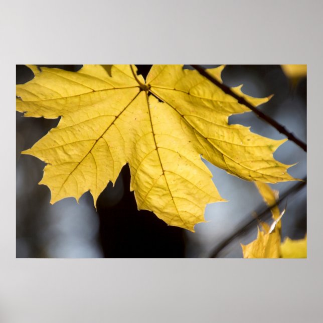 Sockerlönn, höst poster (Framsidan)