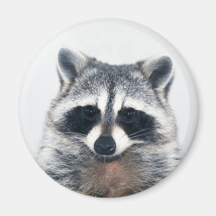 sockermagnet magnet