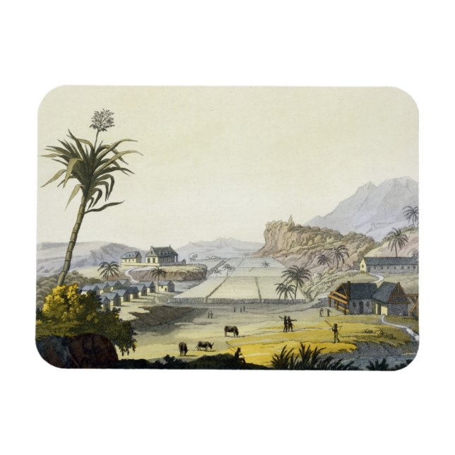 Sockerplantering, Antiller (färg-engrering) Magnet (Horisontell)