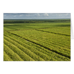 Sockerplantscher, Guyana Hälsningskort