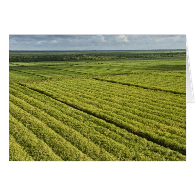 Sockerplantscher, Guyana Hälsningskort (Framsidan Horizontal)