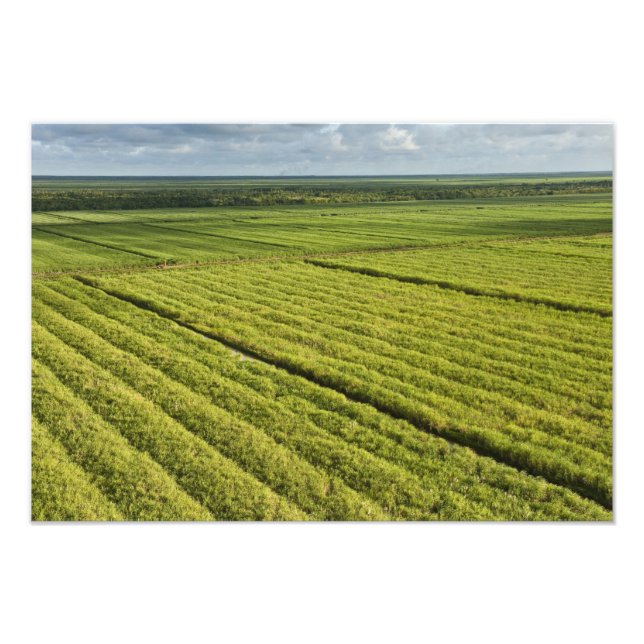 Sockerplantskogar, Guyana Fototryck (Framsidan)