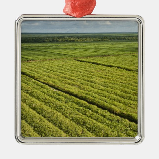 Sockerplantskogar, Guyana Julgransprydnad Metall (Framsidan)