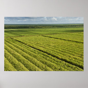 Sockerrör Plantations, Guyana Poster