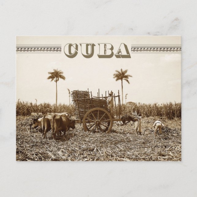 Sockerrörsodling i Kuba Vykort (Framsida)