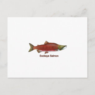 Sockeye - Röd lax (titled) Vykort