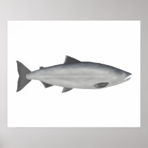 Sockeye Salmon - Havsfas