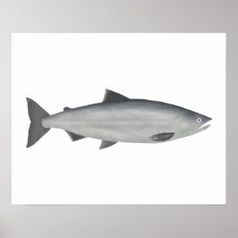 Sockeye Salmon - Havsfas Poster
