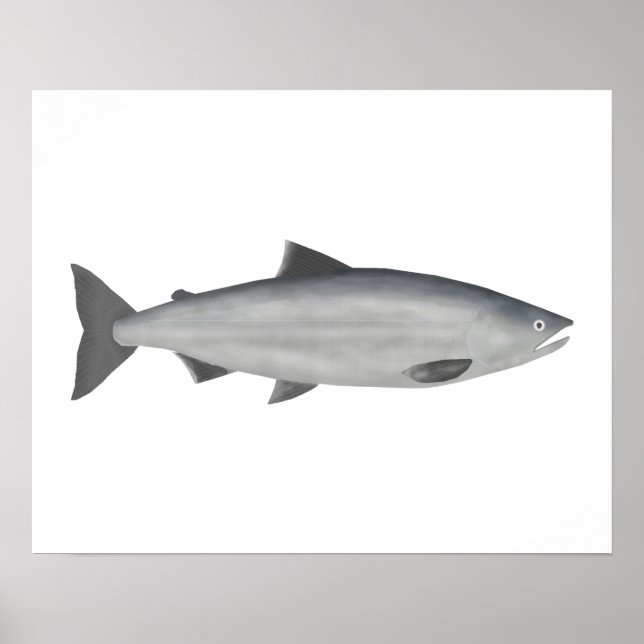 Sockeye Salmon - Havsfas Poster (Framsidan)