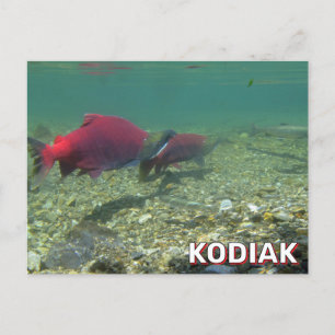 Sockeye Salmon i Kodiak, Alaska Vykort
