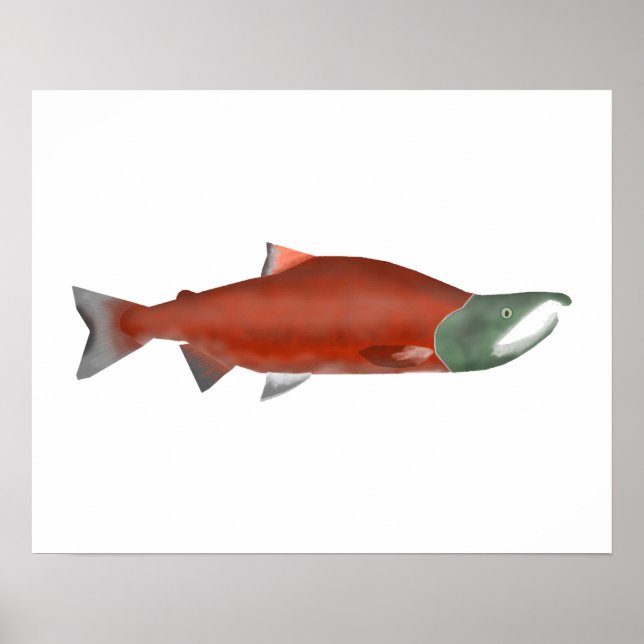 Sockeye Salmon - Kronfas Poster (Framsidan)