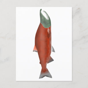 Sockeye Salmon - Kronfas Vykort