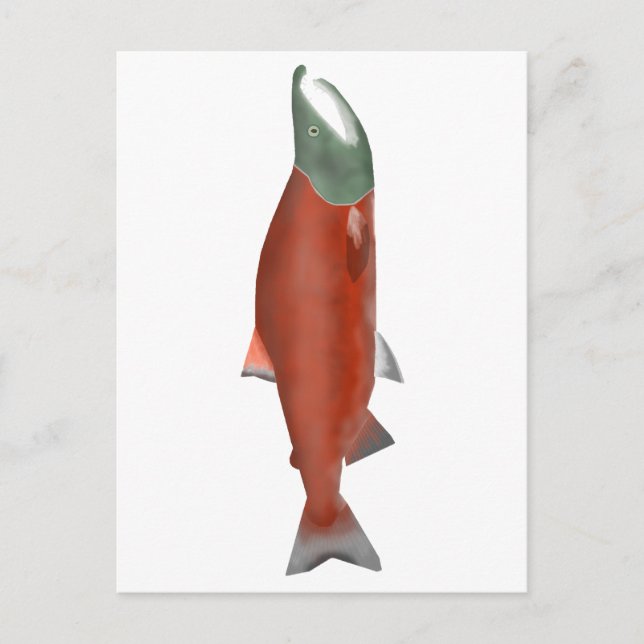 Sockeye Salmon - Kronfas Vykort (Framsida)