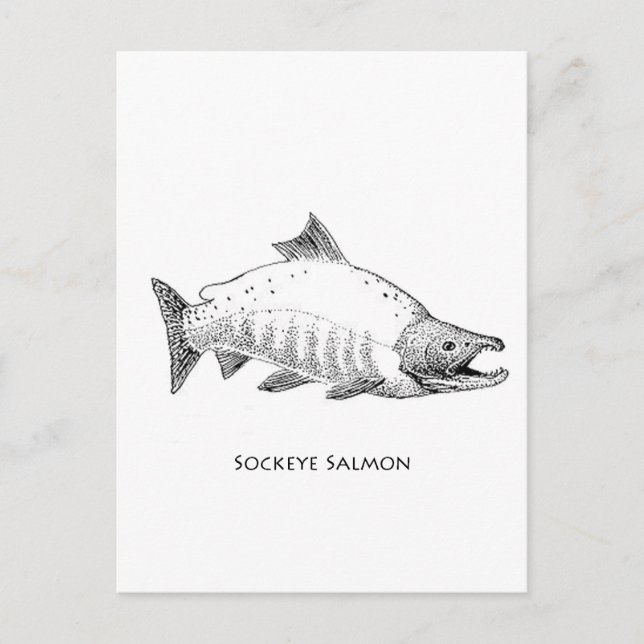 Sockeye Salmon Line Art Vykort (Framsida)