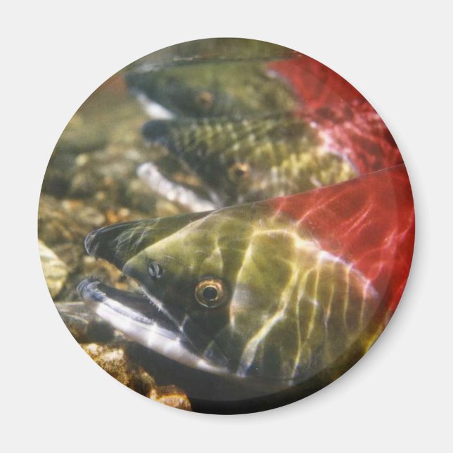 Sockeye Salmon Magnet (Framsidan)