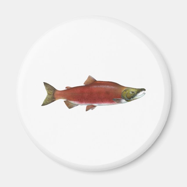 Sockeye Salmon Magnet (Framsidan)