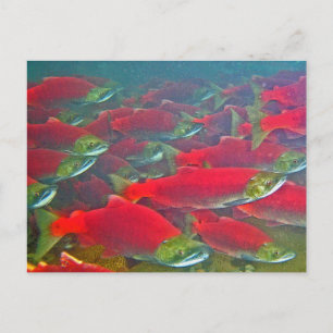Sockeye Salmon Spawning Springa Vykort