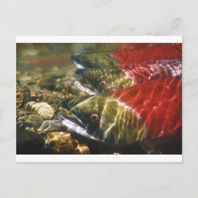 Sockeye Salmon Vykort (Framsida)
