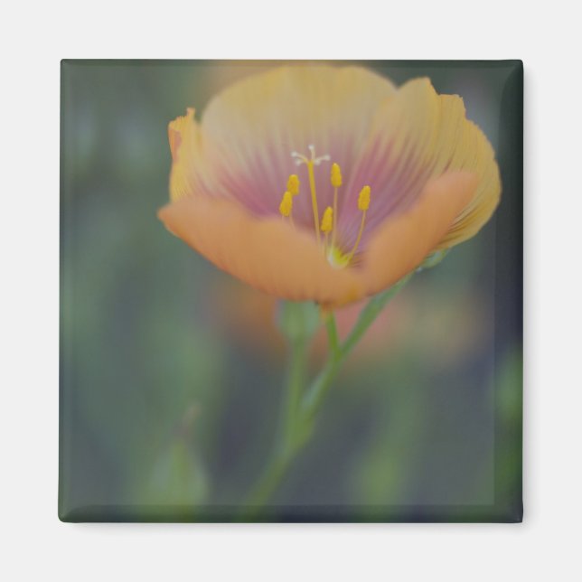 Söder om Devine Texas längs Interstate 35 Magnet (Framsidan)