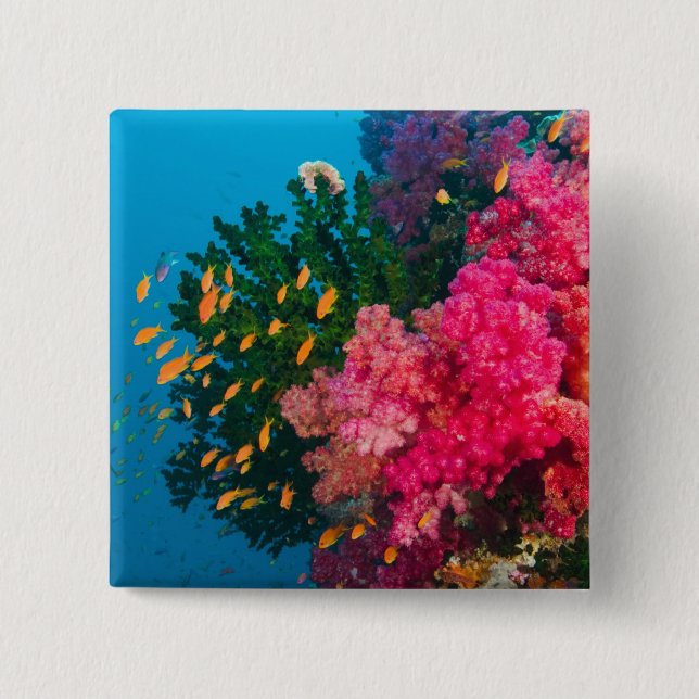 Söderhavet, Fiji, Viti Levu, Bligh Water, Knapp (Framsida)