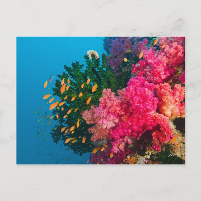 Söderhavet, Fiji, Viti Levu, Bligh Water, Vykort (Framsida)