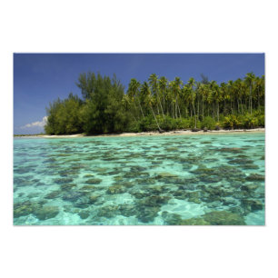 Söderhavet, Franska Polynesien, Moorea 3 Fototryck
