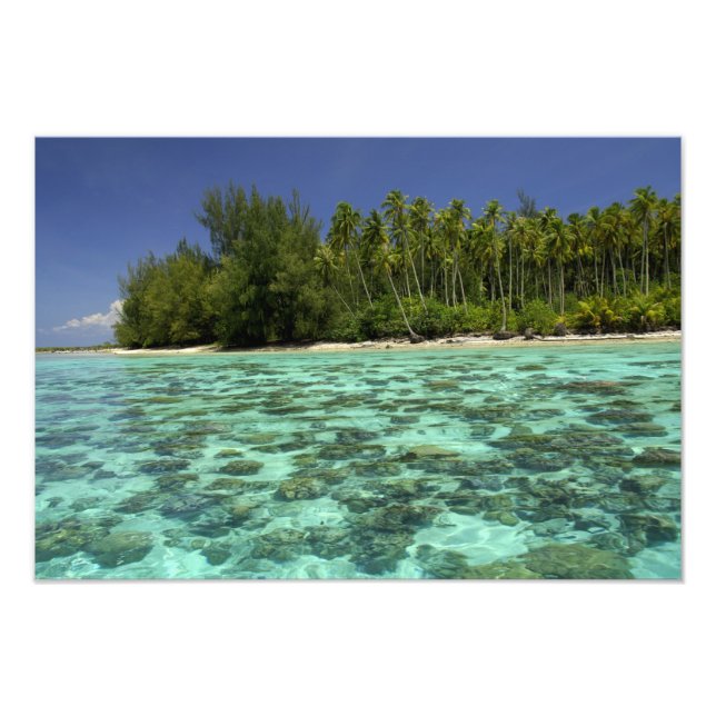 Söderhavet, Franska Polynesien, Moorea 3 Fototryck (Framsidan)