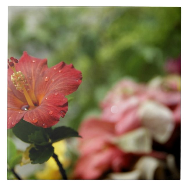 Söderhavet, Franska Polynesien, Sällskapsöarna 2 Kakelplatta (Framsidan)