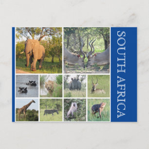 Södra afrika djur vykort