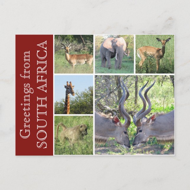 södra afrika hälsning vykort (Framsida)