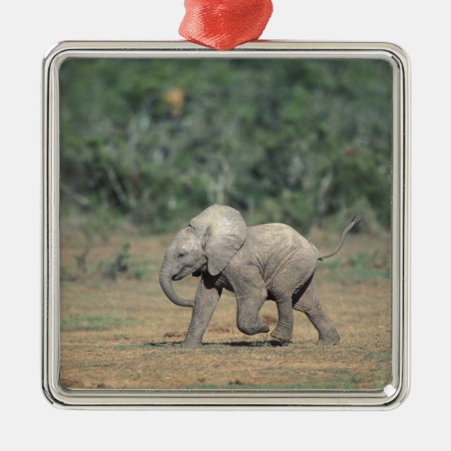 Södra Afrikan, Addo Elephant Nat'l Park. Baby Julgransprydnad Metall (Framsidan)