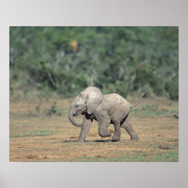 Södra Afrikan, Addo Elephant Nat'l Park. Baby Poster (Framsidan)