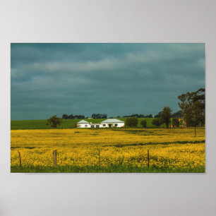 Södra Afrikan Landsbygdens landskap Canola Fält Po Poster